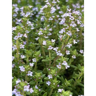 Gedrungener Thymian Compactus~ im großen 3 Liter XL Topf ~ Bienenweide  Staude für sonnige Plätze - Kissenartig/Kompakt