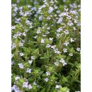 Gedrungener Thymian Compactus~ im großen 3 Liter XL...