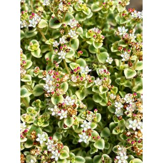 Fetthenne Little Missy im großen 12cm Topf ~ zauberhafter Blütenteppich mit panaschiertem Laub ~ attraktiv für Kübel und Garten
