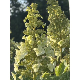 Eichblatt-Hortensie 60/80 -im großen Topf - prachtvolle Herbstfärbung & zauberhafte Blüte