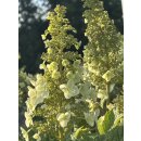 Eichblatt-Hortensie 60/80 -im großen Topf - prachtvolle Herbstfärbung & zauberhafte Blüte