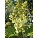 Eichblatt-Hortensie 60/80 -im großen Topf - prachtvolle Herbstfärbung & zauberhafte Blüte