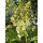 Eichblatt-Hortensie 60/80 -im großen Topf - prachtvolle Herbstfärbung & zauberhafte Blüte