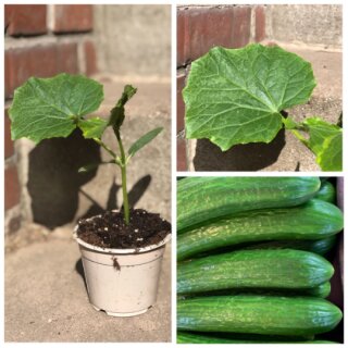 3 Töpfe  Freilandgurke /Einlegegurke Karlos - Minifrucht bis 12cm - vollkommen bitterfrei - langes Erntefenster