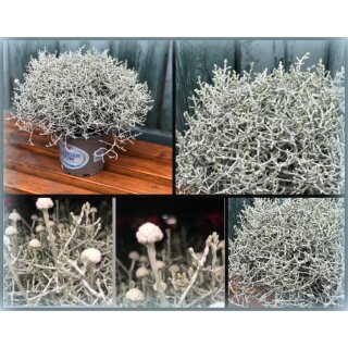 Stacheldraht~ Calocephalus~  tolle Herbstdeko für Kübel oder Garten..herlich auch für die Kreative Herbstdeko