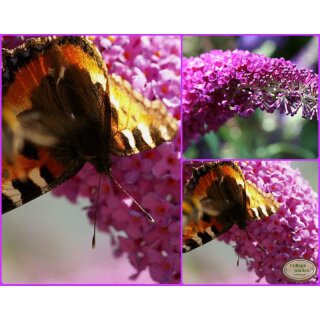 Schmetterlingsflieder  Buddleja Buzz -R- Magenta im entzückenden Farbcharme -jetzt knospig/blühend