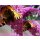 Schmetterlingsflieder  Buddleja Buzz -R- Magenta im entzückenden Farbcharme -jetzt knospig/blühend