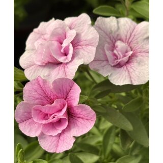 Millionbells zartrosa gefüllte Blüte ~ Zauberglöckchen~ jetzt knospig/blühend  ~ wunderschöne Sommerbepflanzung ~