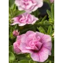 Millionbells zartrosa gefüllte Blüte ~...