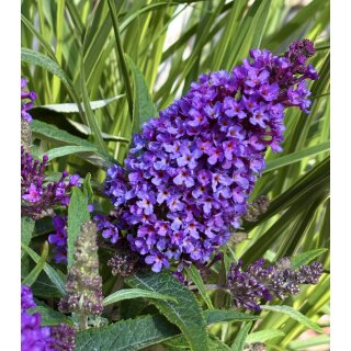 Zwerg-Schmetterlingsflieder Butterfly Candy -R- Liltte Lila~ im großen 3 Liter XL Topf - ideal für Kübel auf Balkon & Terrasse - Schmetterlingsmagnet