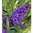 Zwerg-Schmetterlingsflieder Butterfly Candy -R- Liltte Lila~ im großen 3 Liter XL Topf - ideal für Kübel auf Balkon & Terrasse - Schmetterlingsmagnet