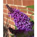 Zwerg-Schmetterlingsflieder Butterfly Candy -R- Liltte Lila~ im großen 3 Liter XL Topf - ideal für Kübel auf Balkon & Terrasse - Schmetterlingsmagnet