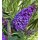 Zwerg-Schmetterlingsflieder Butterfly Candy -R- Liltte Lila~ im großen 3 Liter XL Topf - ideal für Kübel auf Balkon & Terrasse - Schmetterlingsmagnet