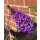 Zwerg-Schmetterlingsflieder Butterfly Candy -R- Liltte Lila~ im großen 3 Liter XL Topf - ideal für Kübel auf Balkon & Terrasse - Schmetterlingsmagnet