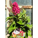 Zwerg-Schmetterlingsflieder Butterfly Candy -R- Liltte Ruby~ jetzt knospig blühend im großen 12cm Topf - ideal für Kübel auf Balkon & Terrasse - Schmetterlingsmagnet