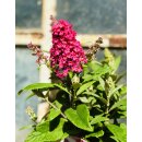 Zwerg-Schmetterlingsflieder Butterfly Candy -R- Liltte Ruby~ jetzt knospig blühend im großen 12cm Topf - ideal für Kübel auf Balkon & Terrasse - Schmetterlingsmagnet