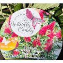 Zwerg-Schmetterlingsflieder Butterfly Candy -R- Liltte Ruby~ jetzt knospig blühend im großen 12cm Topf - ideal für Kübel auf Balkon & Terrasse - Schmetterlingsmagnet