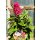 Zwerg-Schmetterlingsflieder Butterfly Candy -R- Liltte Ruby~ jetzt knospig blühend im großen 12cm Topf - ideal für Kübel auf Balkon & Terrasse - Schmetterlingsmagnet