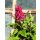 Zwerg-Schmetterlingsflieder Butterfly Candy -R- Liltte Ruby~ jetzt knospig blühend im großen 12cm Topf - ideal für Kübel auf Balkon & Terrasse - Schmetterlingsmagnet