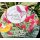 Zwerg-Schmetterlingsflieder Butterfly Candy -R- Liltte Ruby~ jetzt knospig blühend im großen 12cm Topf - ideal für Kübel auf Balkon & Terrasse - Schmetterlingsmagnet