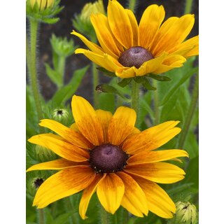 Sonnenhut - Rudbeckia hirta gelb mit zart rot- jetzt knospig/blühend~ im großen XL Topf~ zauberhafte Sonnenblüten bis zum Frost