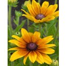 Sonnenhut - Rudbeckia hirta gelb mit zart rot- jetzt...