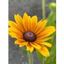 Sonnenhut - Rudbeckia hirta gelb mit zart rot- jetzt...