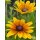 Sonnenhut - Rudbeckia hirta gelb mit zart rot- jetzt knospig/blühend~ im großen XL Topf~ zauberhafte Sonnenblüten bis zum Frost