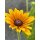 Sonnenhut - Rudbeckia hirta gelb mit zart rot- jetzt knospig/blühend~ im großen XL Topf~ zauberhafte Sonnenblüten bis zum Frost