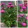 3 Stück Glattblatt Aster pink-Herbstaster novi-belgii ~ jetzt knospig/blühend ~ Blütenzauber aus Blütensternen für Garten & Balkon