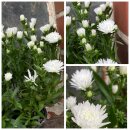 3 Stück Glattblatt Aster weiß- jetzt...