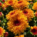 Chrysantheme Gardenlove Bienchen~mit Rehauge ~...