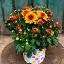 Chrysantheme Gardenlove Bienchen~mit Rehauge ~...
