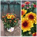 Chrysantheme Gardenlove ~mit Rehauge ~ Orange   jetzt...