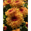 Chrysantheme Gardenlove ~mit Rehauge ~ Orange   jetzt...