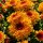 Chrysantheme Gardenlove Bienchen~mit Rehauge ~ orange/gelb  ~ jetzt knospig / blühend