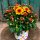 Chrysantheme Gardenlove Bienchen~mit Rehauge ~ orange/gelb  ~ jetzt knospig / blühend