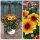 Chrysantheme Gardenlove ~mit Rehauge ~ Orange   jetzt knospig / blühend