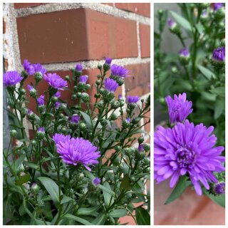 3 Stück Glattblatt Aster violett/blau- jetzt knospig/blühend -extra für Garten, Kübel oder Balkon ~ Blütenzauber/Staude #1