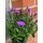 3 Töpfe Glattblatt Aster violett/blau- jetzt knospig/blühend -extra für Garten, Kübel oder Balkon ~ Blütenzauber/Staude #1