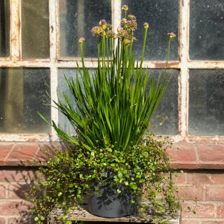 Allium Millennium im XL Mixtopf knospig/blühend ~ SommerLauch trifft auf Mühlenbeckia - Staude - Kübel Deko die Freude macht-Geschenkidee