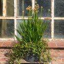 Allium Millennium im XL Mixtopf knospig/blühend ~...