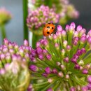 Allium Millennium im XL Mixtopf knospig/blühend ~...