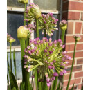 Allium Millennium im XL Mixtopf knospig/blühend ~ SommerLauch trifft auf Mühlenbeckia - Staude - Kübel Deko die Freude macht-Geschenkidee