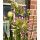Allium Millennium im XL Mixtopf knospig/blühend ~ SommerLauch trifft auf Mühlenbeckia - Staude - Kübel Deko die Freude macht-Geschenkidee