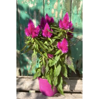 Celosia Deep Purple ..Flammende tiefviolette Blüte~knospig/blühend ~ Winterhart ~ wunderschöne Dekoidee für Balkonkästen und Kübel