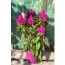 Celosia Deep Purple ..Flammende tiefviolette...