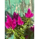 Celosia Deep Purple ..Flammende tiefviolette...