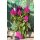 Celosia Deep Purple ..Flammende tiefviolette Blüte~knospig/blühend ~ Winterhart ~ wunderschöne Dekoidee für Balkonkästen und Kübel