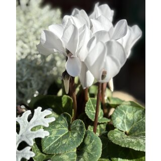 Alpenveilchen im Topf in weiß -knospig/blühend -Midi- – Cyclamen die dekorative Herbstblüte ..für die Kübelbepflanzung oder als Zimmerpflanze #1